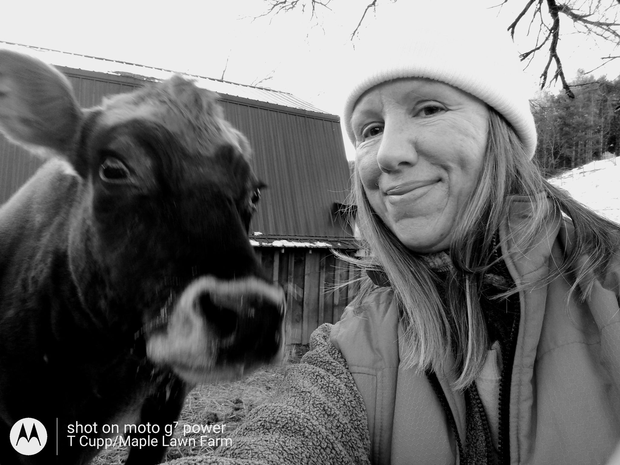 Author Cupp with cow